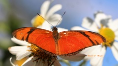 Dryas iulia