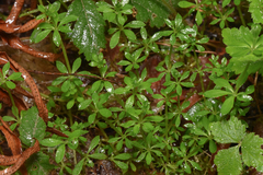 Galium triflorum