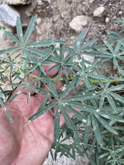 Lupinus hyacinthinus