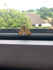 Evergestis forficalis