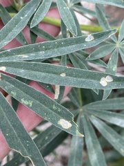 Lupinus hyacinthinus