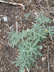 Lupinus hyacinthinus