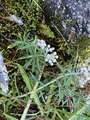 Anaphalis morrisonicola