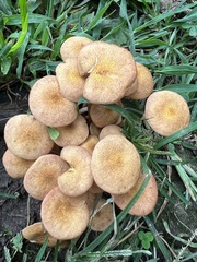 Desarmillaria
