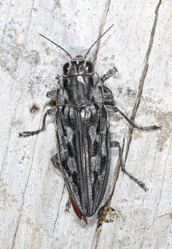 Large Flat-headed Pine Heartwood Borer