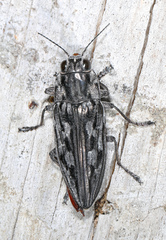 Sculptured Pine Borer