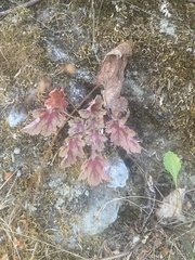Heuchera micrantha