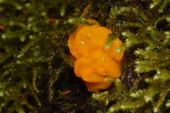 Dacrymyces