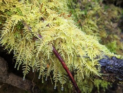 Kindbergia oregana