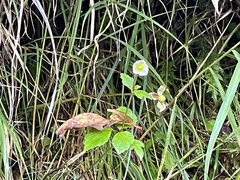 Eriocapitella vitifolia