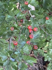 Crataegus laevigata