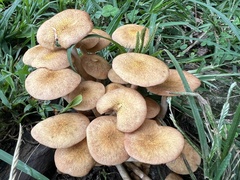Desarmillaria