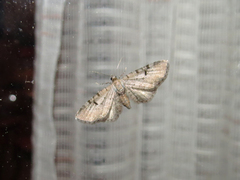 Eupithecia absinthiata
