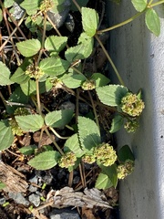 Euphorbia ophthalmica