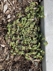 Euphorbia ophthalmica