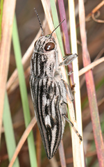 Chalcophora georgiana