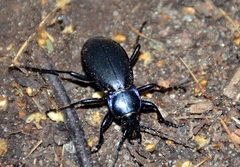 Carabus purpurascens