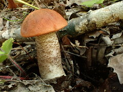 Leccinum aurantiacum