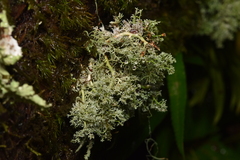 Sphaerophorus tuckermanii