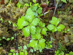Rubus pedatus