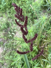 Echinochloa