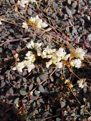 Cuscuta campestris