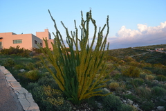 Fouquieria splendens