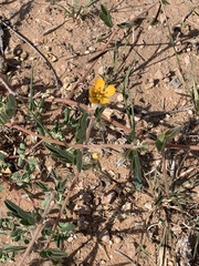 Kallstroemia parviflora