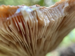 Lactarius psammicola