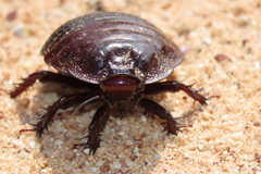 Geoscapheus dilatatus