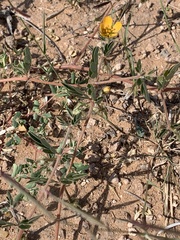 Kallstroemia parviflora