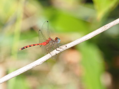 Sympetrum ambiguum