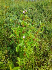 Arthrostemma ciliatum