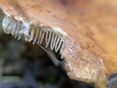 Lactarius psammicola
