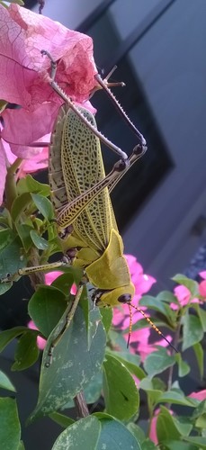Horse Lubber Grasshopper