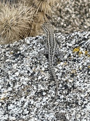 Uta stansburiana elegans