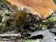 Lactarius psammicola
