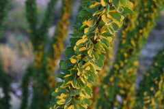 Fouquieria splendens