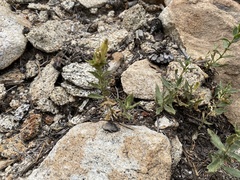 Silene parishii
