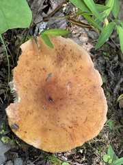 Lactarius psammicola