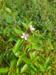 Arthrostemma ciliatum