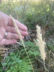 Elymus glaucus