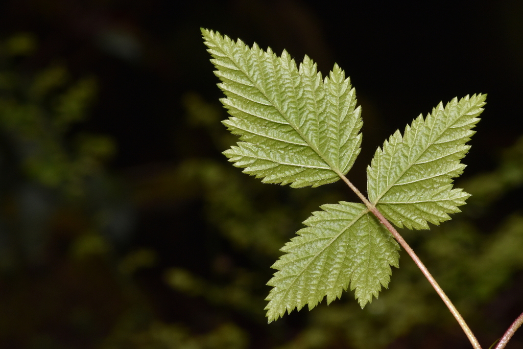 Salmonberry from Nanaimo, BC, Canada on May 15, 2022 at 0140 PM by
