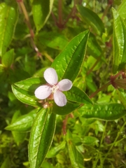 Arthrostemma ciliatum