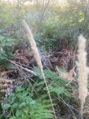 Elymus glaucus