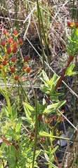 Hypericum cistifolium