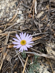 Erigeron breweri jacinteus