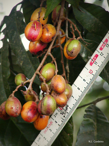 Sorindeia madagascariensis