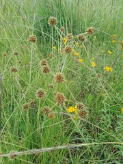 Juncus megacephalus