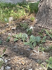 Jaborosa integrifolia